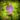 Pinguicula emarginata – kwiat