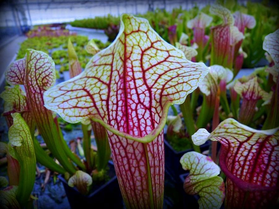 Sarracenia 'Eva'