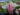 Sarracenia Eva – trap