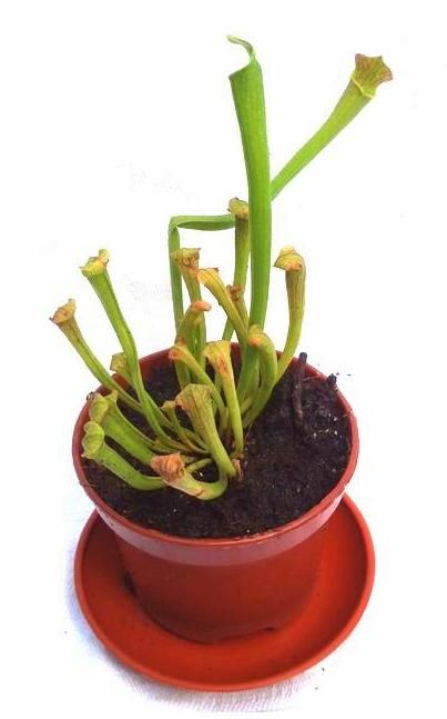 Sarracenia 'Farnhamii' M - obrazek 2