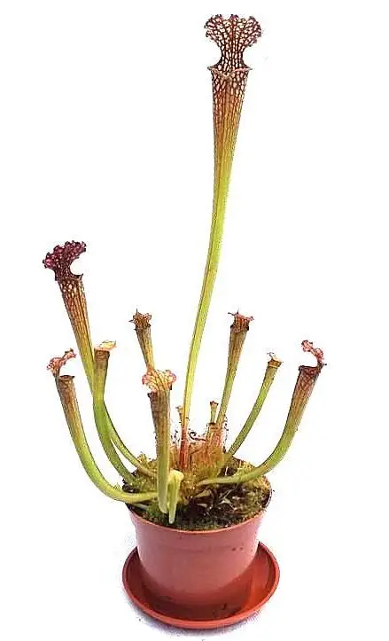 Sarracenia farnhamii size L - exemplary plant for sale