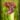 Sarracenia Farnhamii