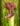 farnhamii_kielich5B25D.jpg