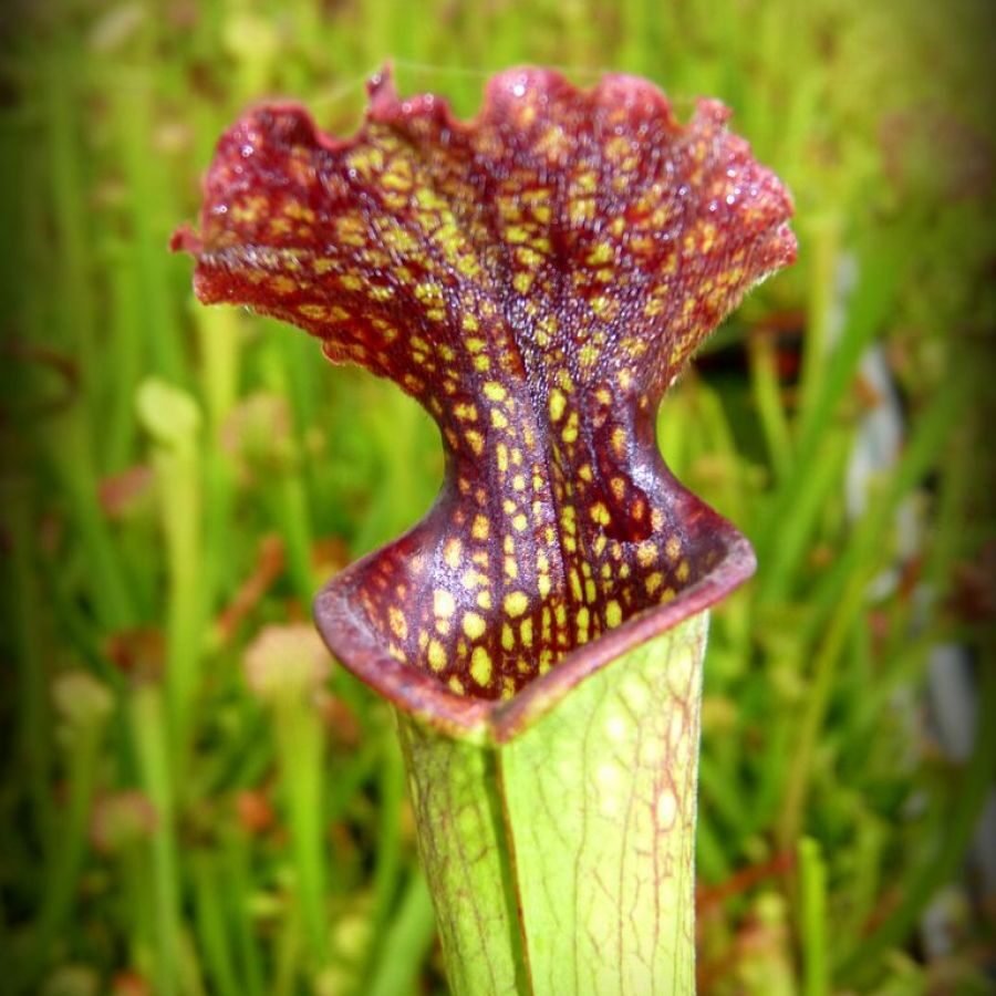 Sarracenia 'Farnhamii'