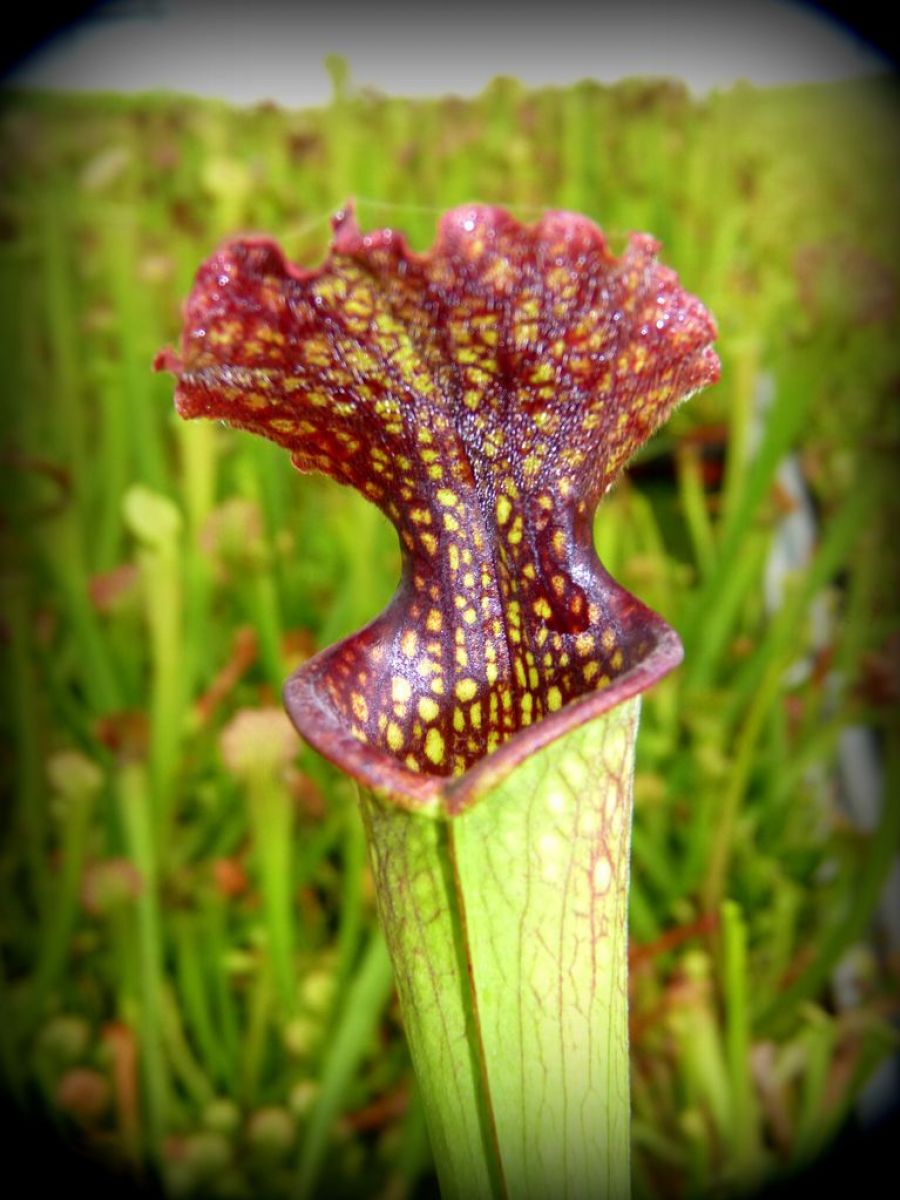 Sarracenia 'Farnhamii' M
