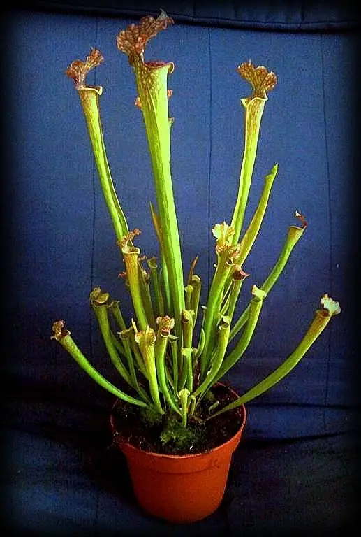 Sarracenia farnhamii size XL - exemplary plant for sale