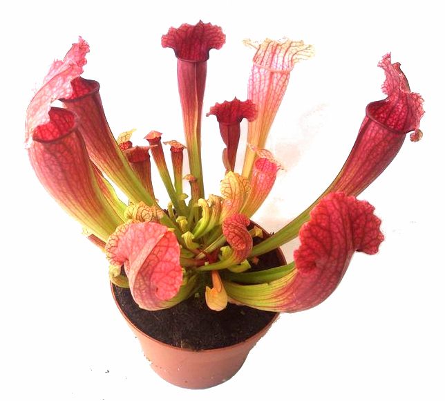 Sarracenia 'Fiona' - obrazek 4