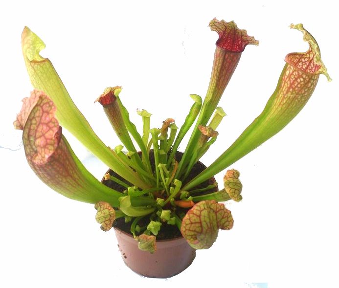 Sarracenia 'Fiona' - obrazek 5