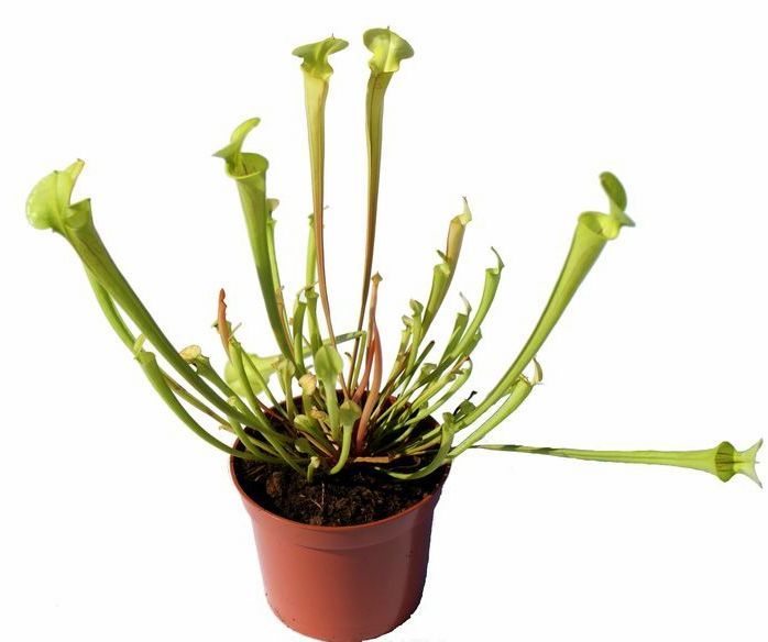 Sarracenia flava - przykładowa sprzedawana sztuka rozmiar L