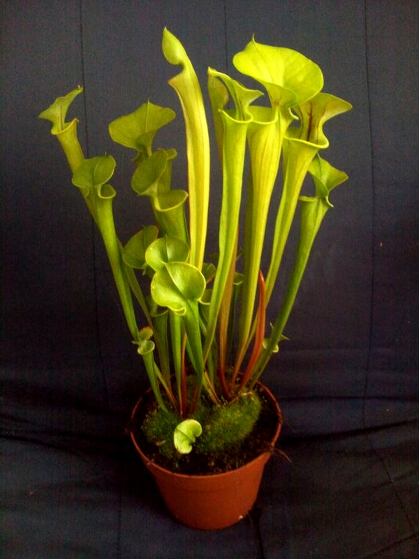 sarracenia flava xl - przykladowy okaz do sprzedazy