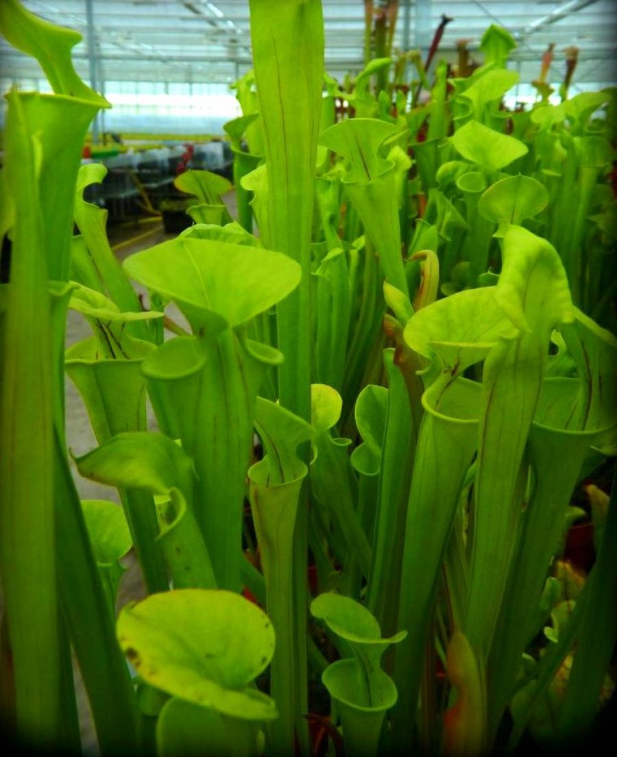 Sarracenia flava - obrazek 3