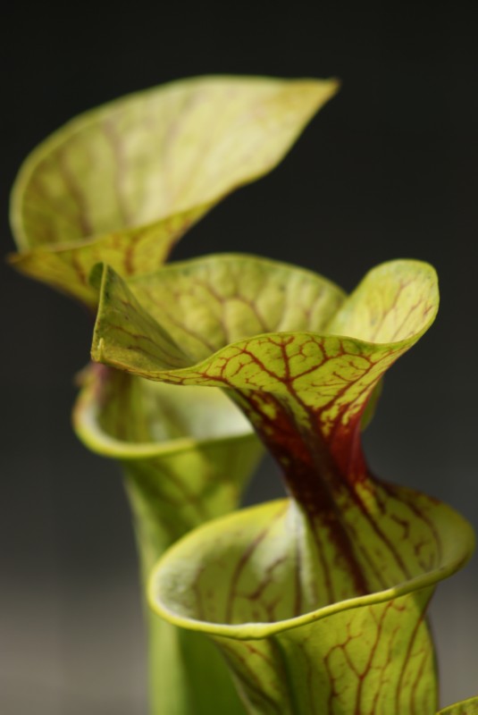 Sarracenia flava L