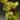 Sarracenia flava – kielichy