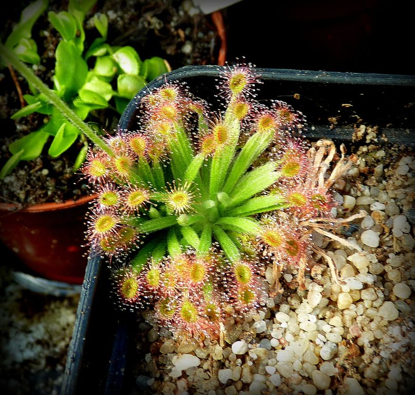 Drosera fulva - exemplary plant for sale