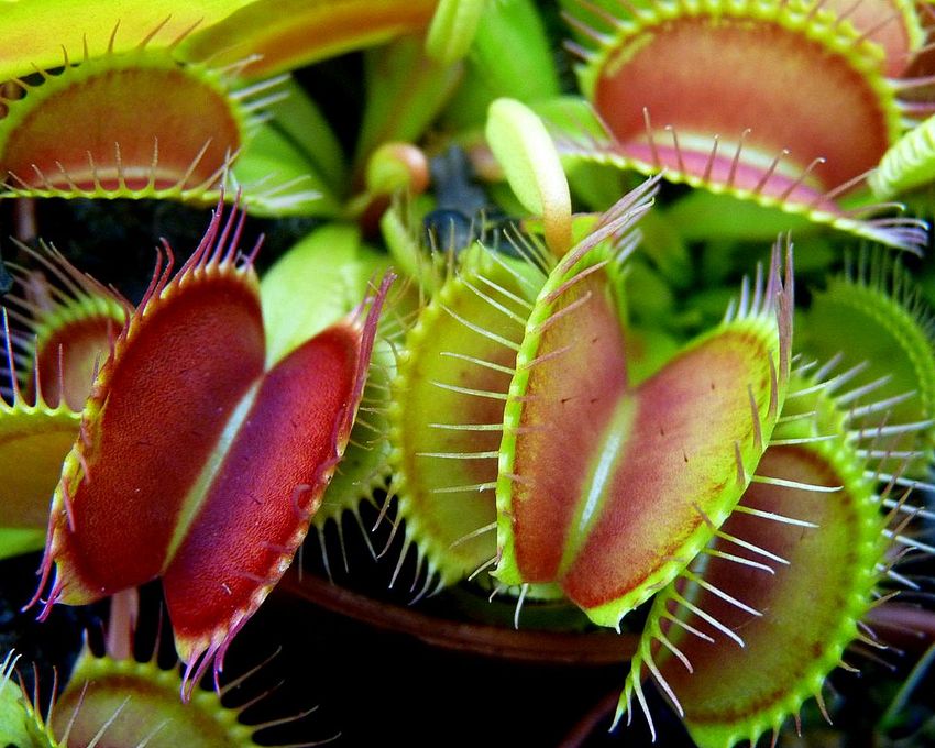 Dionaea muscipula 'Giant Traps' - obrazek 2