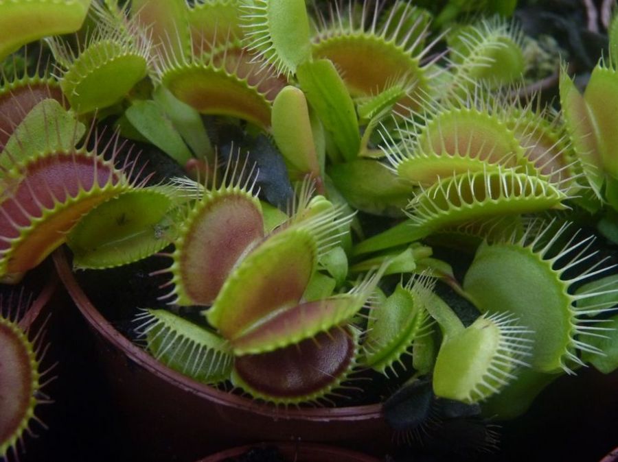 Dionaea muscipula 'Giant Traps' - obrazek 3