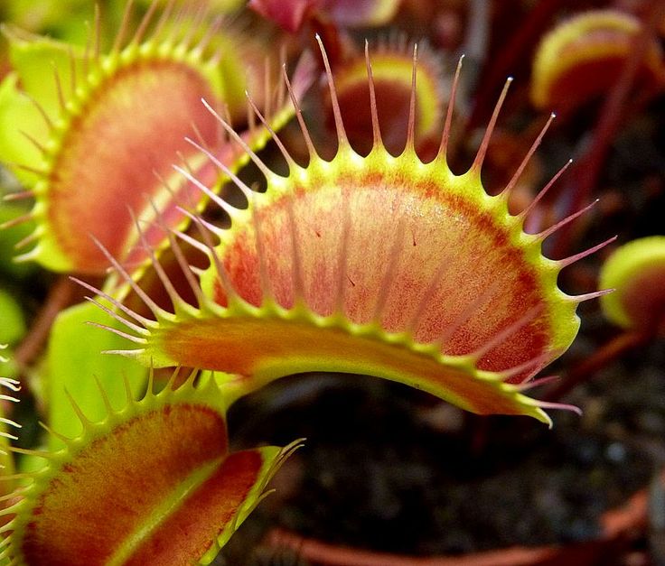 Dionaea muscipula 'Giant Traps' - obrazek 4