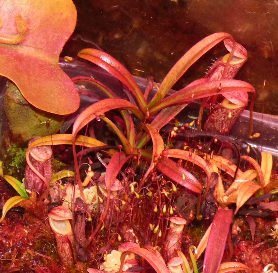 Nepenthes glabrata - przykładowy okaz do sprzedaży