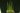 Pinguicula heterophylla – look of an adult clump