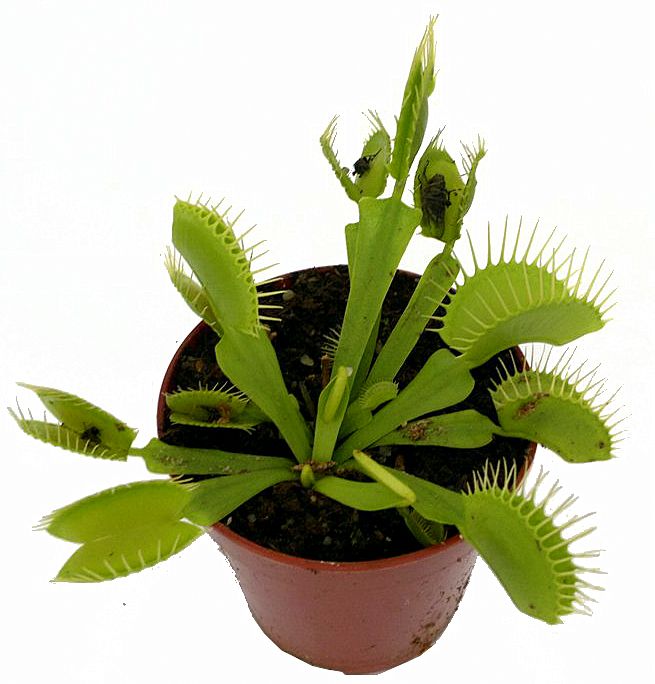 Dionaea muscipula 'All Green' - obrazek 2