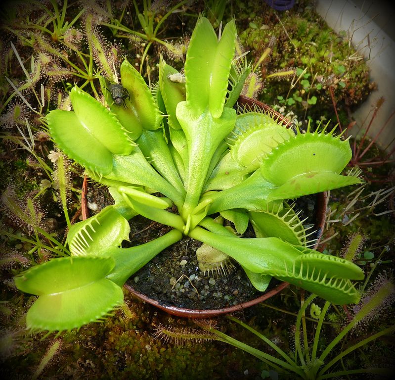 Dionaea muscipula 'All Green' - obrazek 3