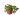 Nepenthes Hookeriana – exemplary plant for sale