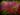 Sarracenia Juthatip Soper – trap