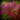 Sarracenia Juthatip Soper – kielich