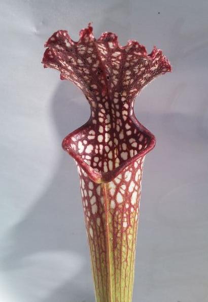Sarracenia 'Farnhamii' M - obrazek 3