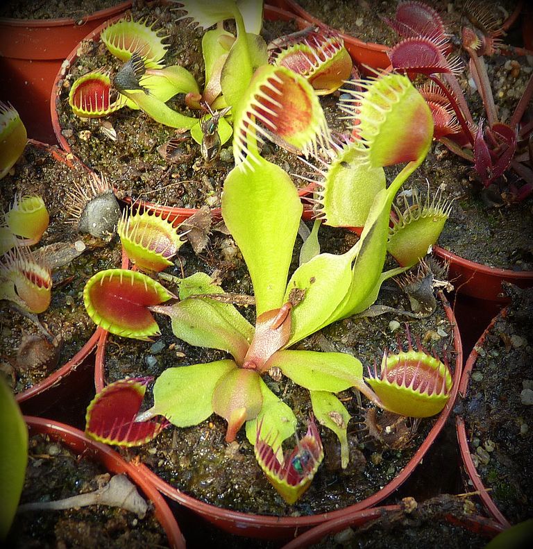 Dionaea muscipula Cup Trap - przykładowe oferowane sztuki