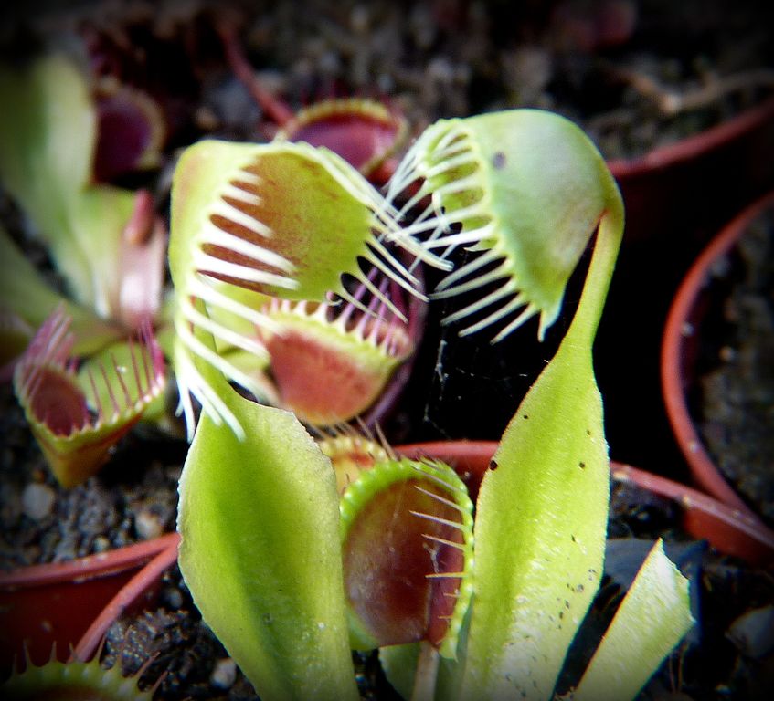 Dionaea muscipula Cup Trap - pułapki