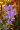 Utricularia longifolia – kwiaty