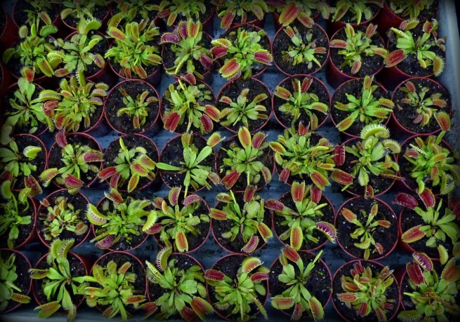 Dionaea muscipula 'Louchapates' - obrazek 4