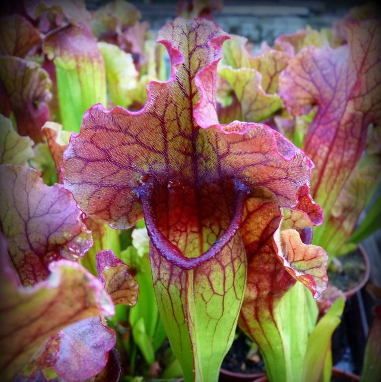 Sarracenia Lucky Leuco - trap
