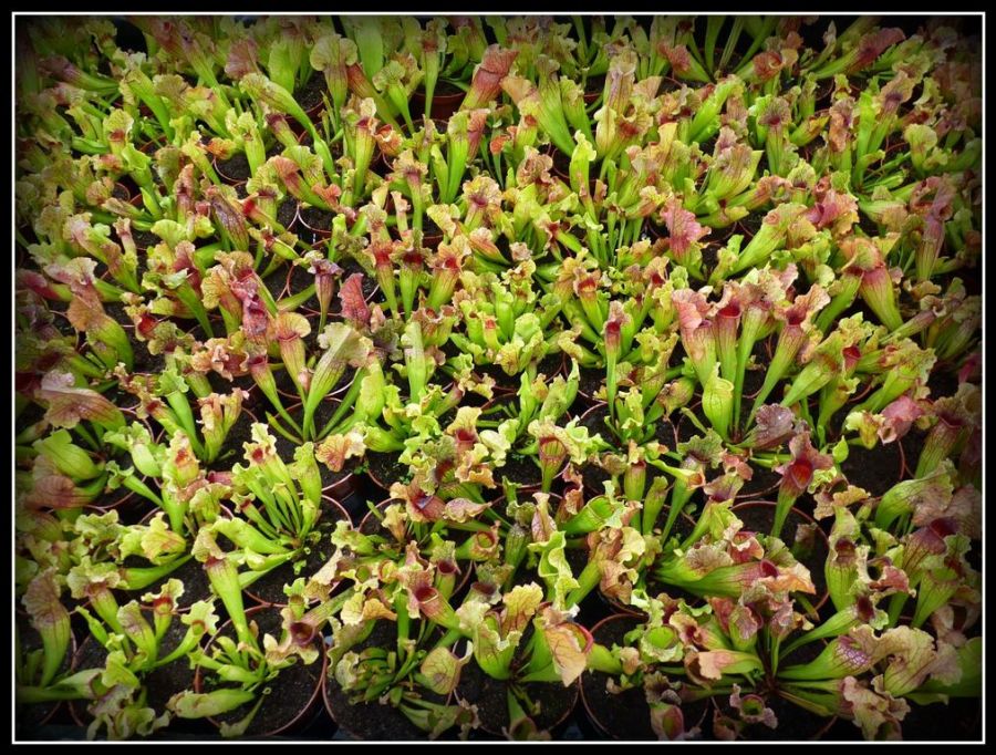 Sarracenia Lucky Leuco - exemplary plants for sale