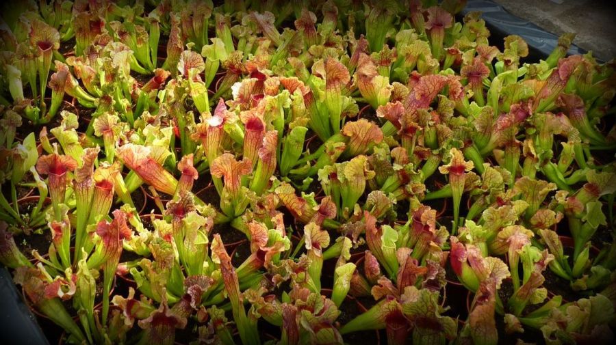 Sarracenia Lucky Leuco - exemplary plants for sale