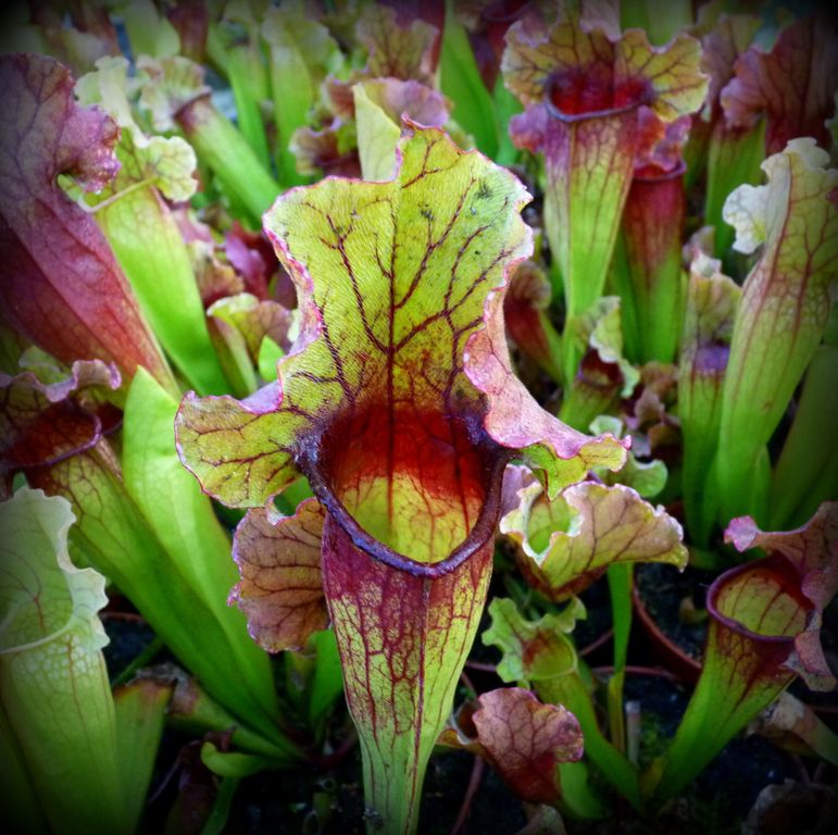 Sarracenia Lucky Leuco - trap