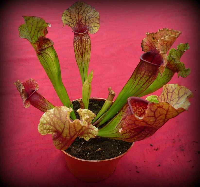Sarracenia Lucky Leuco - exemplary plant for sale