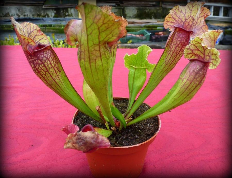 Sarracenia Lucky Leuco - exemplary plant for sale