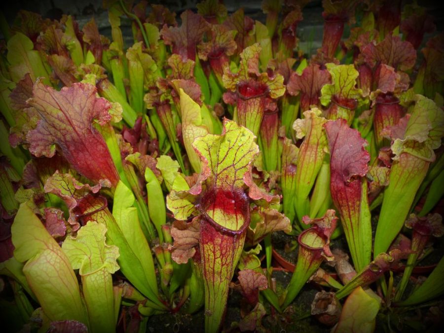 Sarracenia Lucky Leuco - exemplary plant for sale