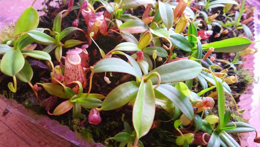 Nepenthes x macfarlanei - obrazek 2