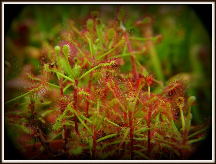 Drosera madagascariensis S