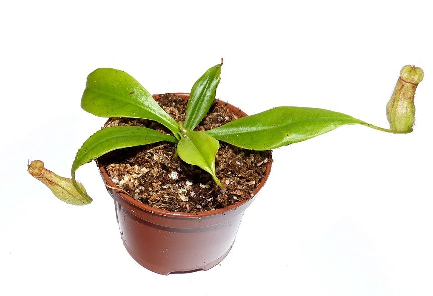 Nepenthes madagascariensis - obrazek 3