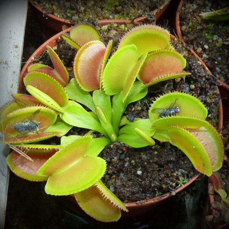 Dionaea muscipula Microdent - przykładowa sprzedawana roślina