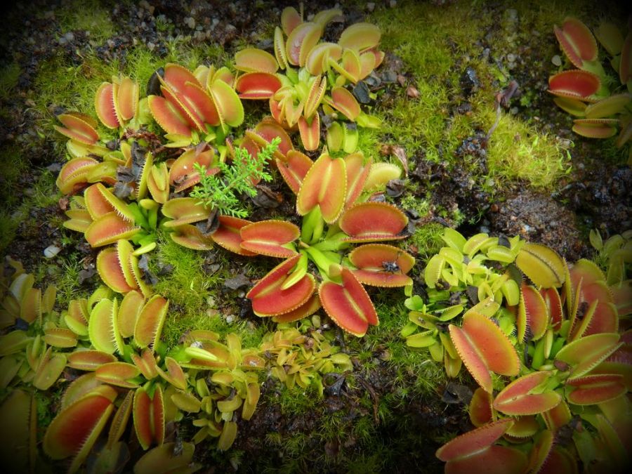 Dionaea muscipula Microdent - kastra z microdentami różnej wielkości