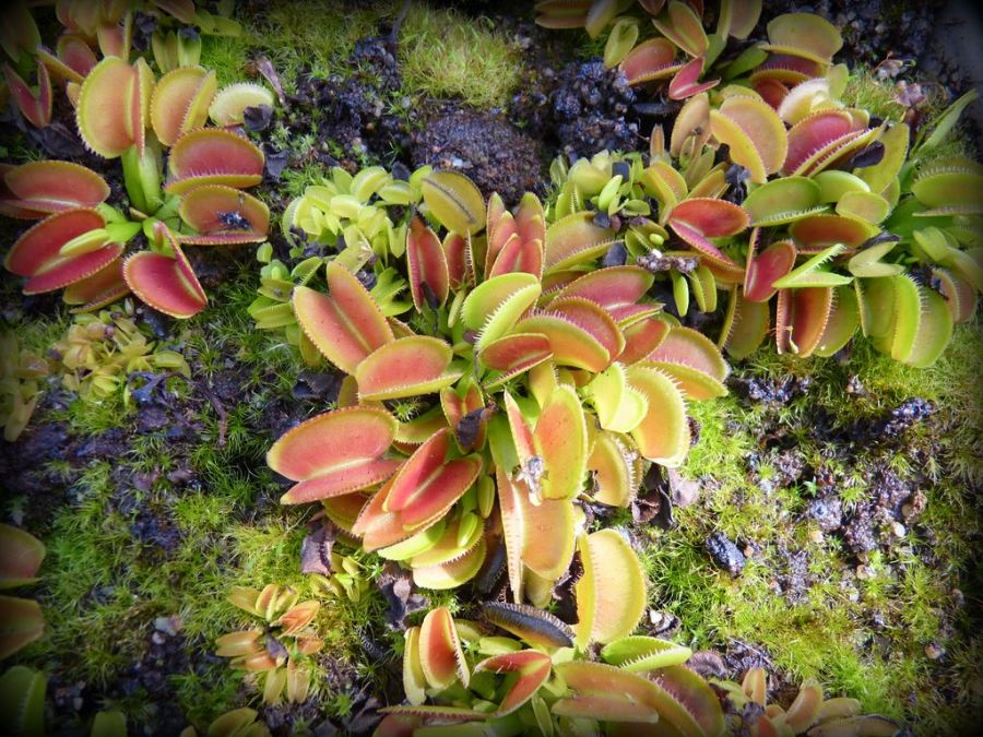 Dionaea muscipula Microdent - kastra z microdentami różnej wielkości
