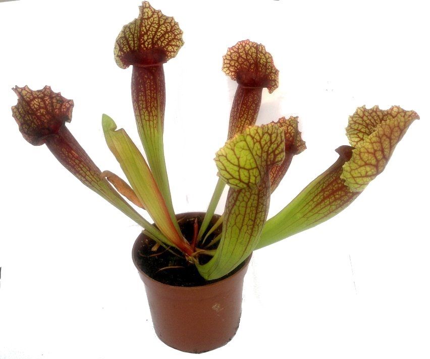 Sarracenia 'Mitchelliana' - obrazek 5
