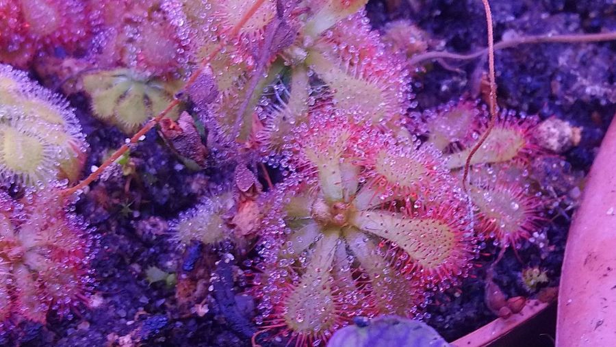 Drosera natalensis - obrazek 2