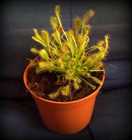 Drosera nidiformis L