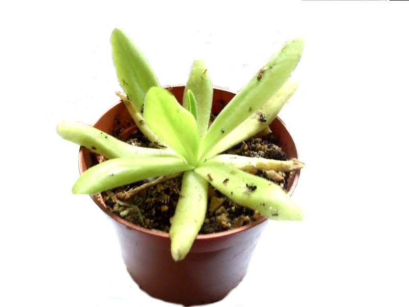 Pinguicula ' Apasionada ' L - obrazek 2